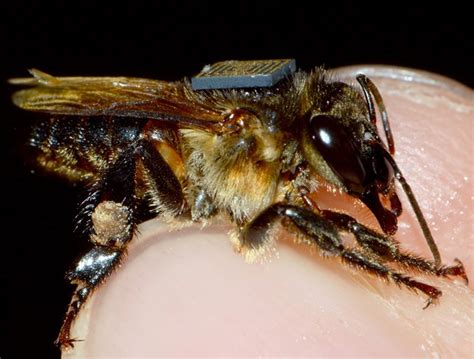 rfid chips in bees|Applications of RFID technology on the study of bees.